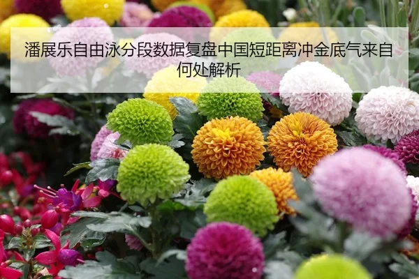 潘展乐自由泳分段数据复盘中国短距离冲金底气来自何处解析